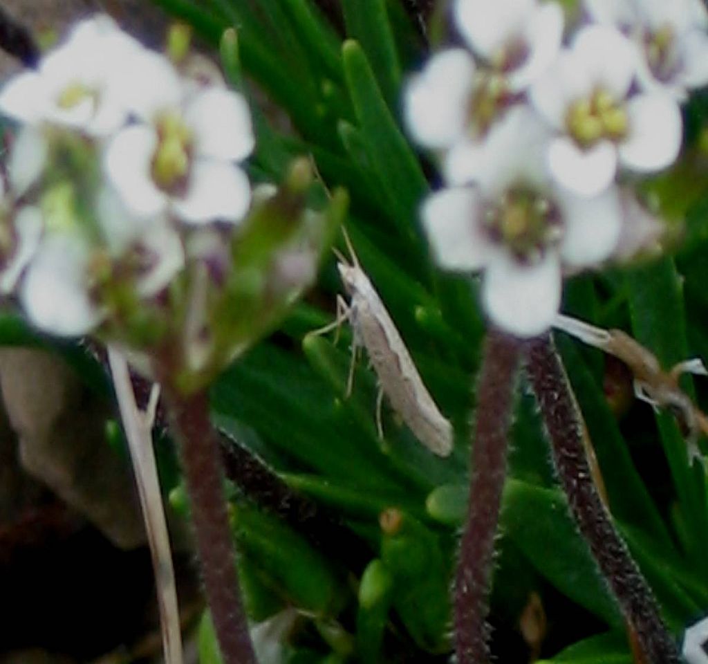 Diamondback Moth on Braya
