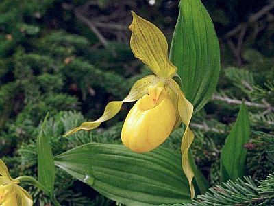 Yellow Ladyslipper at Port au Choix