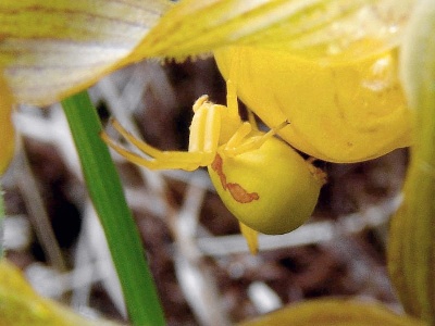 Crab Spider in Ladyslipper