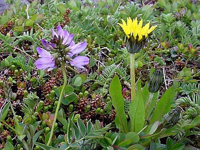 Robbins' Milkvetch and Horned Dandelion - Battery Trail - Red Cliffs - east of L'Anse-au-Loup - Labrador Straits